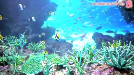 東京池袋的陽光水族館 超大又漂亮的海水魚就在眼前 企鵝的遊行表演 好美的海水缸 東京旅行 自由行推薦景點 玩具開箱一起玩玩具Sunny Yummy Kids TOYs
