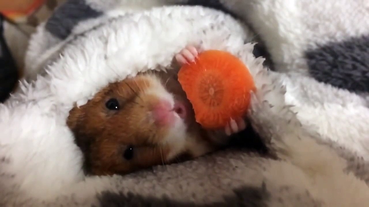 Un hamster mange sa carotte sous la couette et c'est trop mignon