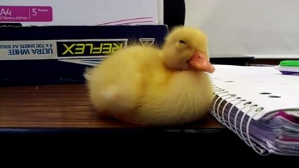 Un caneton tombe de sommeil et c'est trop mignon