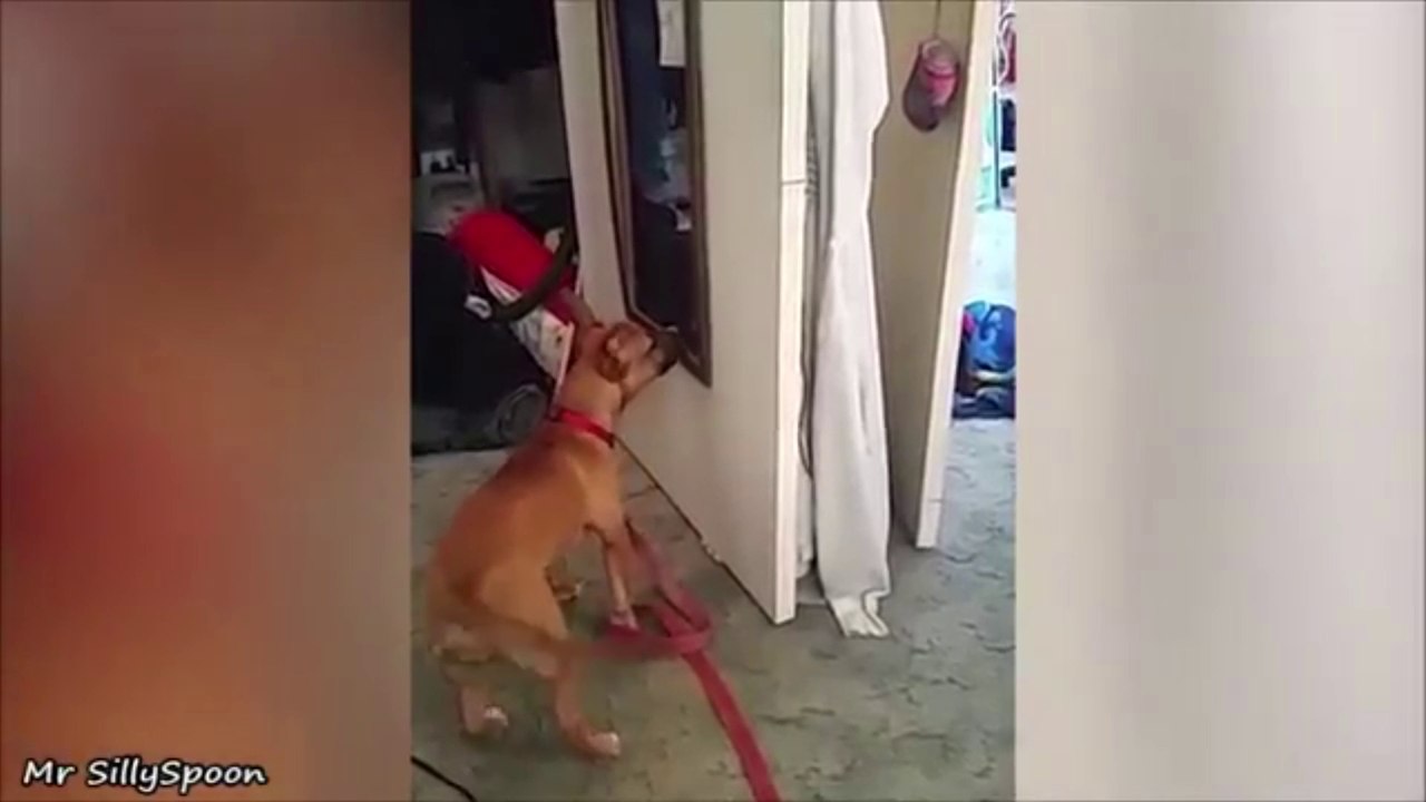 Confused Pets - Funny, Clueless, Confused Pets/Animals!