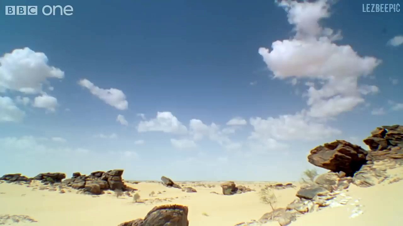 Angry Squaking Goku