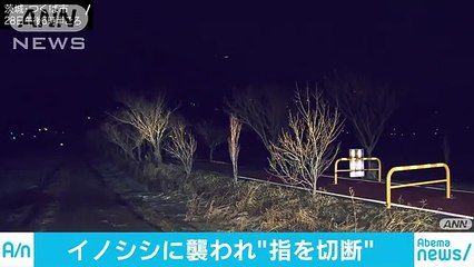 イノシシに後ろから襲われ指切断 茨城・つくば市(18-01-28)