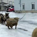 Pauvres moutons : ils n'arrivent pas à marcher sur le verglas