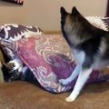 Un chien tente de faire sortir un chat de sous un coussin mais n'y arrive pas