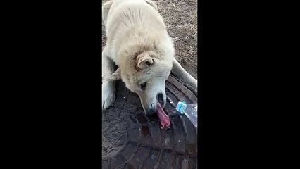 Ce pauvre chien a la langue collée sur une plaque d'égout gelée