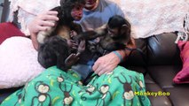 Capuchin Monkey & CuddleClone Buddies!