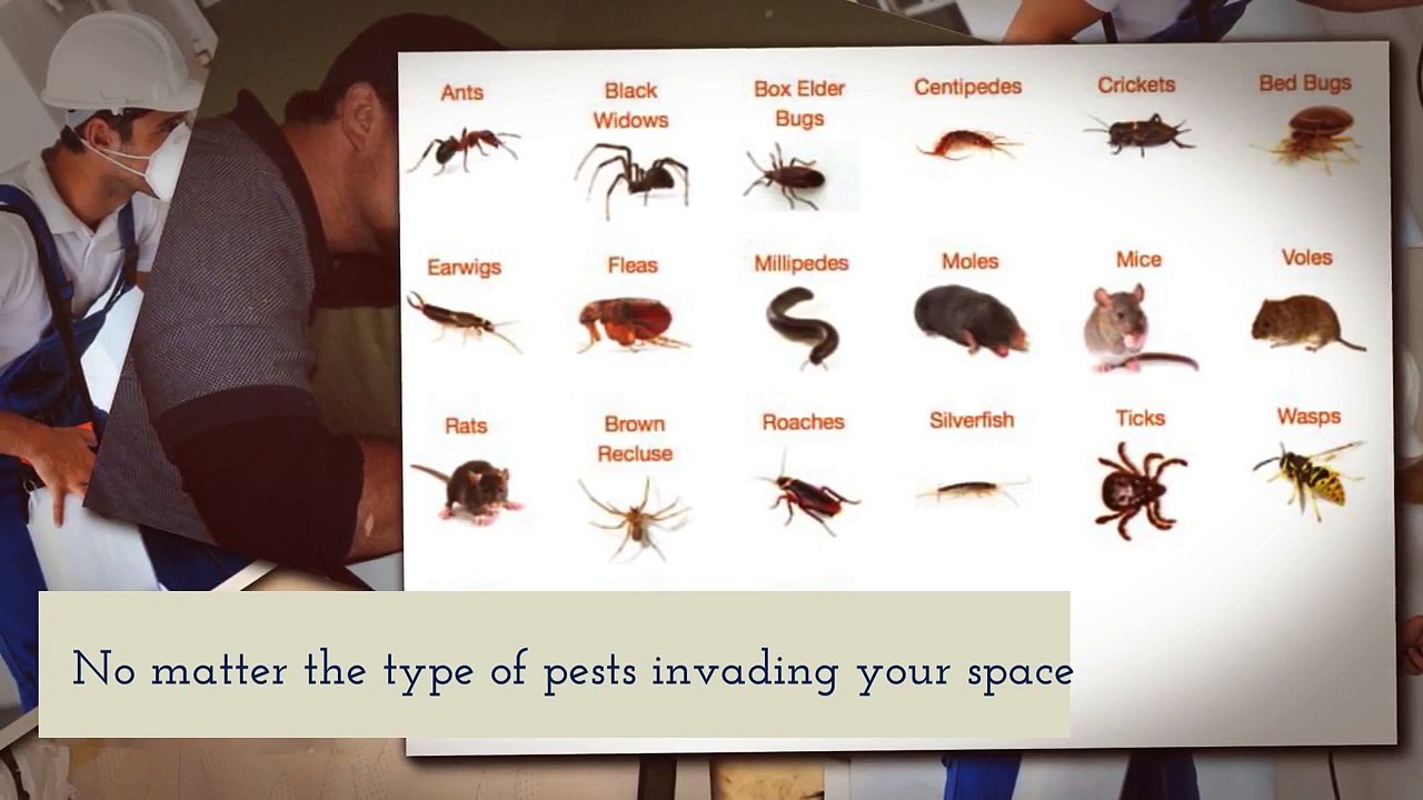 Bed Bug Exterminator Baltimore