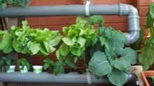 Hydroponics - Homemade Hydroponic NFT System