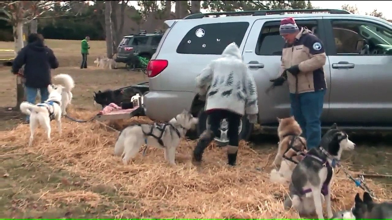 Huskies Learn to be Sled Dogs With or Without Snow in Chicago
