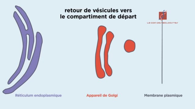 L'appareil de Golgi (Présentation, rôle,modifications des protéines, transport vésiculaire)