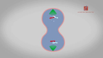 la réplication de L’ADN (résumé)