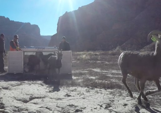 Zion National Park Bighorn Sheep Run Free in New Utah Home