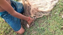 Boy Catch Fish And Frog Using Cast Net In My Village - Cambodia Daily Fishing -