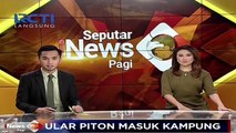 Heboh Ular Raksasa Masuk Perkampungan Warga di Sampit Kalimantan Tengah.