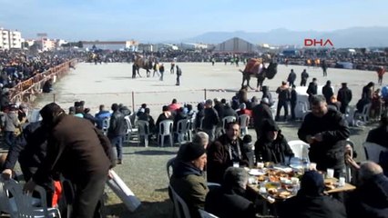 Balıkesir Burhaniye'de Deve Güreşleri Yapıldı