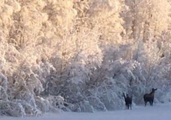 Moose Enjoy Cold Day in North Pole, Alaska