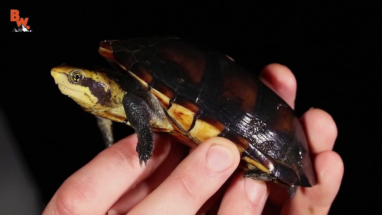 Night of the Deadly Creatures