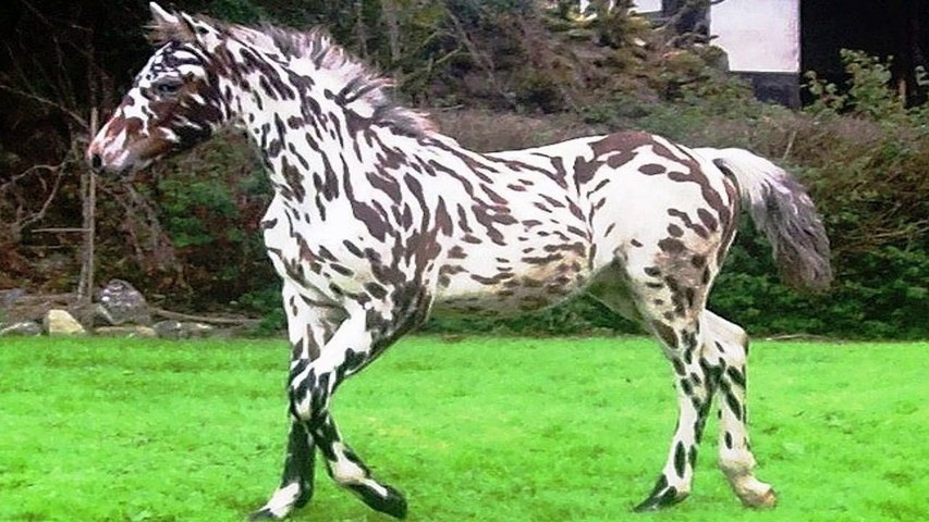 World's RAREST and MOST BEAUTIFUL Horse Breeds Ever! 2018