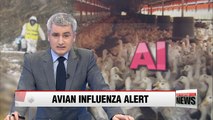 Pyeongtaek battles with outbreak of highly pathogenic avian influenza