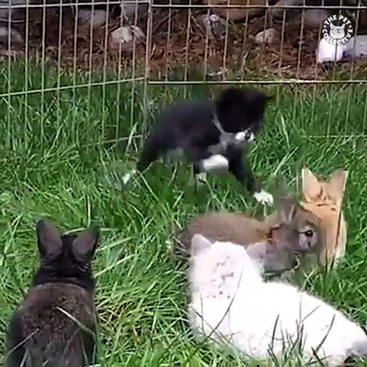 THEY'RE SO FLUFFY!!! 