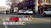 Cảm động hình ảnh 4 chú chó ngồi bên xác bạn không rời sau khi bạn bị xe ô tô đâm chết trên đường