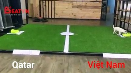 Chú chó dự đoán kết quả tỉ số giữa Việt Nam và Quatar