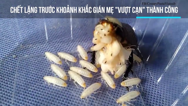 Chết lặng trước khoảnh khắc gián mẹ vượt cạn thành công