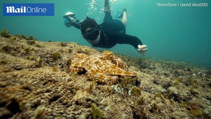 Anh thợ lặn bị bạch tuộc phun mực đầy mặt khi cố gắng tiếp cận nó