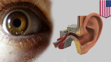 Wherever you look, your eardrums move with your eyeballs