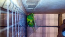 Infertility problems in budgies - Tips to solve them
