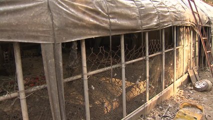 강원 인접 경기 AI...평창 방역 '초비상' / YTN