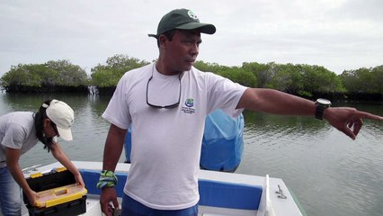 Hammerhead sharks' Galapagos secret hideaway
