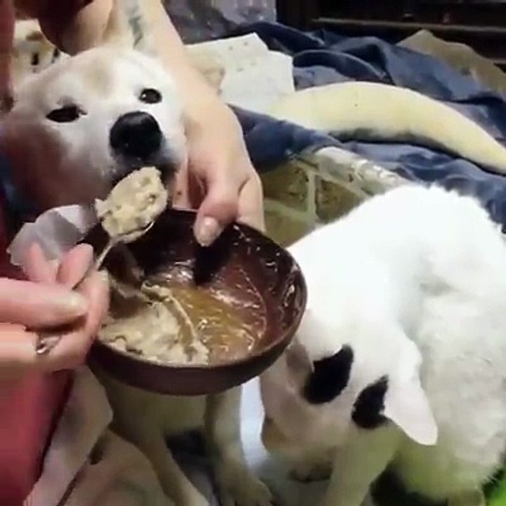 Con nuôi với con Ruột khác nhau như thế nào !!!!??