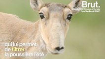 La saïga, cette antilope étrange en voie d'extinction