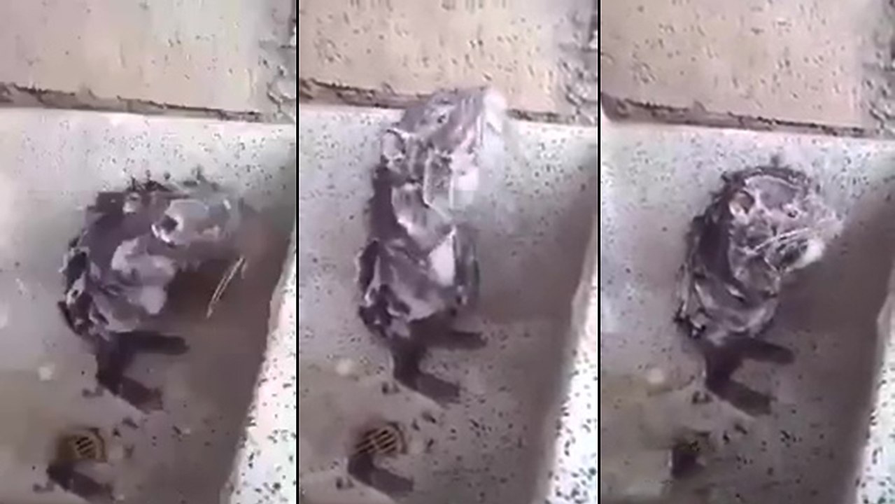 Un rat prend une douche