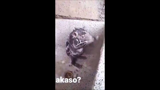 Ce rat est plus propre que mes potes... Et il frotte même sous les bras