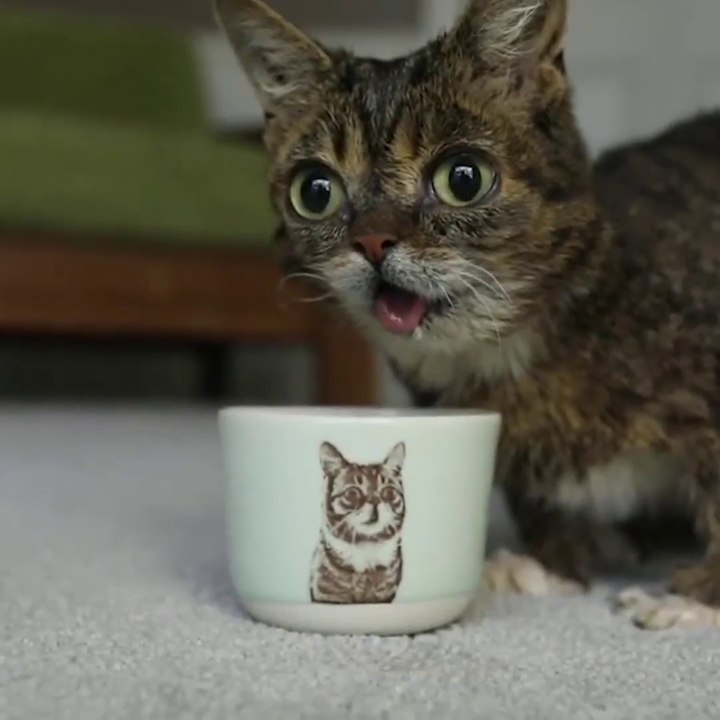 Personne ne voulait adopter ce chat à cause de ses yeux