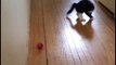 Ce chaton est tellement content de jouer avec sa balle... Foufou