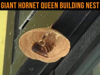 Une guêpe géante fabrique son nid... Timelapse incroyable