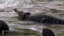 Ce crocodile vit avec un pneu autour du cou depuis plusieurs mois