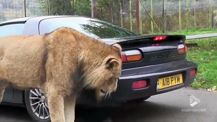 Ce lion est bien décidé à refaire le pare-choc de cette voiture... En mode tuning animalier
