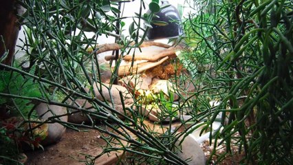 Wilma the tortoise having a snack