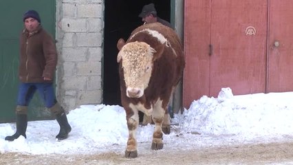Afrin'deki Mehmetçik'e "Paşa" İsimli Danasını Bağışladı