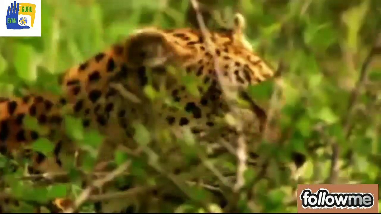 Deadly attack of leopard on baby monkey in front of his mother