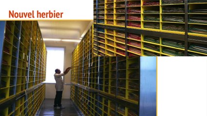 Patrimoines et dispositifs participatifs: Indexer des herbiers, des expertises inattendues