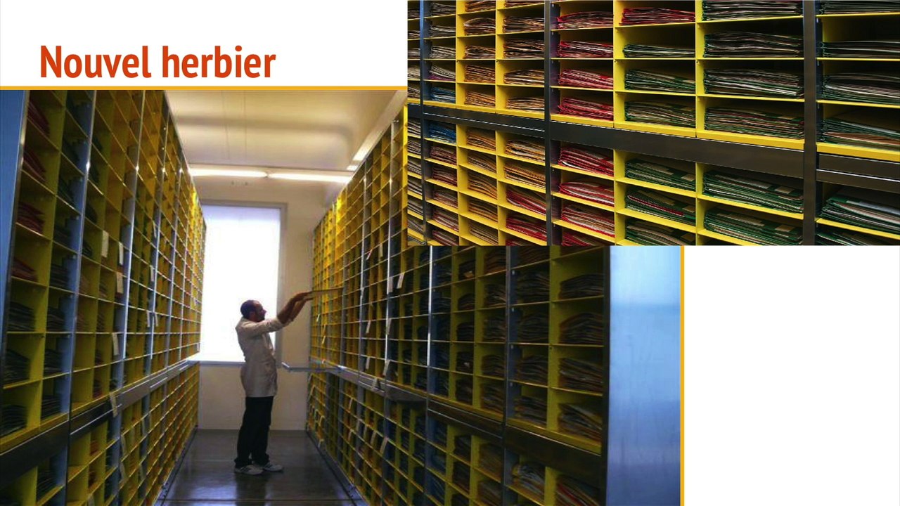 Patrimoines et dispositifs participatifs: Indexer des herbiers, des expertises inattendues