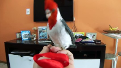 Bird Is Confused by Red Ribbon