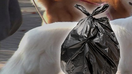 살아있는 개 비닐봉지에 담아 버려 / YTN