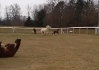 Excited Alpacas Play Outside After 10 Days Cooped Up by Cold Weather