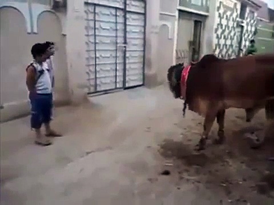 Kids vs Cow